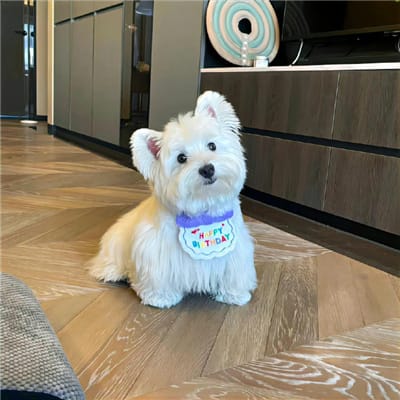 Phạm Mỹ Hoa avatar